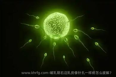 哺乳期右边乳房像针扎一样疼怎么缓解？
