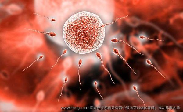 宜兴私立机构只有两个卵泡可以做试管吗,成功几率大吗