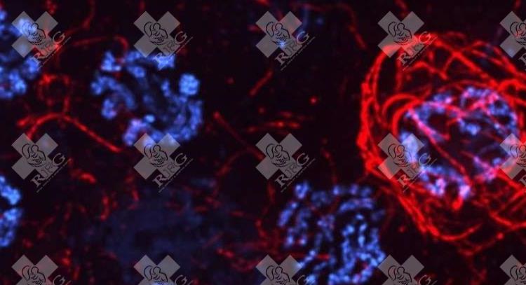 台湾三代试管婴儿医院排名？附试管助孕费用成功率排名指南？